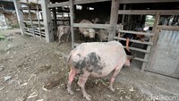 Abdi dalem memberikan makan kerbau.