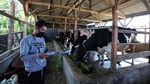 Melihat Peternakan Sapi Perah di Lembang
