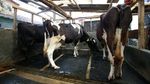 Melihat Peternakan Sapi Perah di Lembang