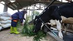 Melihat Peternakan Sapi Perah di Lembang