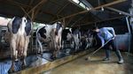 Melihat Peternakan Sapi Perah di Lembang
