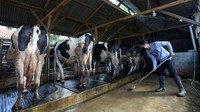 Seorang peternak membersihkan kandang sapi.