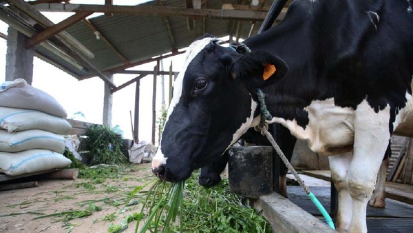 Melihat Peternakan Sapi Perah di Lembang