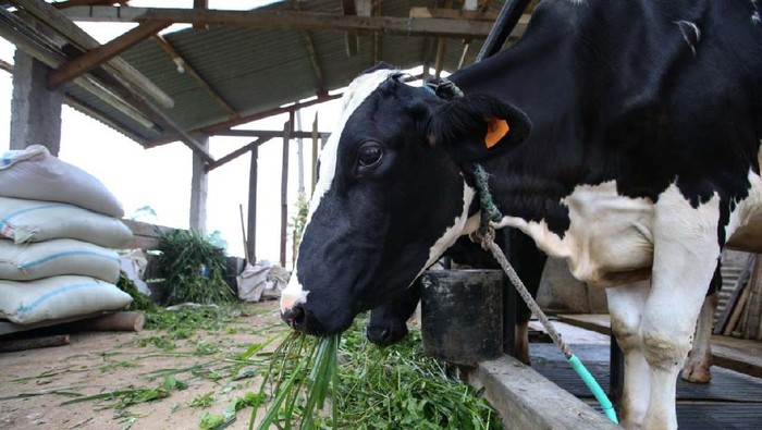 Para peternak sapi perah di Lembang, Bandung, mendapat bantuan renovasi kandang. Bantuan ini agar produk yang dihasilkan lebih higienis.