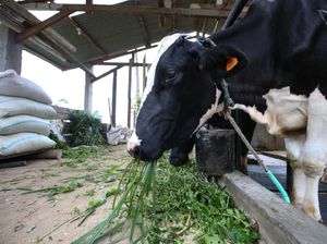 Sapi Perah di Lembang Diisolasi Usai Terjangkit LSD