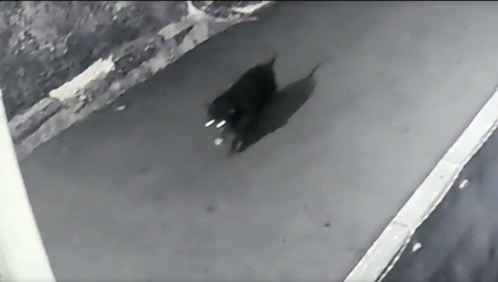 Musang jumbo yang semula dikira babi, terekam CCTV. (Tangkapan layar CCTV Ahmad Dwinanto)