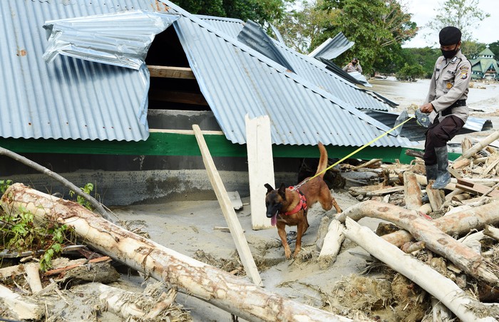 PENCARIAN KORBAN BANJIR BANDANG MASAMBA Anggota Kepolisian mencari korban dengan menggunakan anjing pelacak di Desa Bone Lama, Masamba, Kabupaten Luwu Utara, Sulawesi Selatan, Senin (20/7/2020). Tim SAR terus melakukan pencarian 18 korban yang masih hilang akibat banjir bandang di Masamba. ANTARA FOTO/Yusran Uccang/wsj.