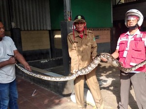 Ular Piton 6 Meter yang Mangsa Ternak Warga Sukabumi Ditangkap