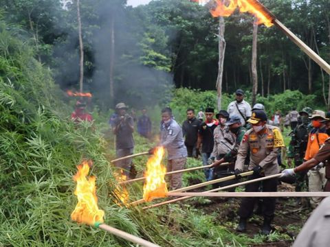 Polda Aceh memusnahkan ladang ganja seluas 10 hektare yang terletak di pegunungan Aceh Besar (dok. Istimewa)