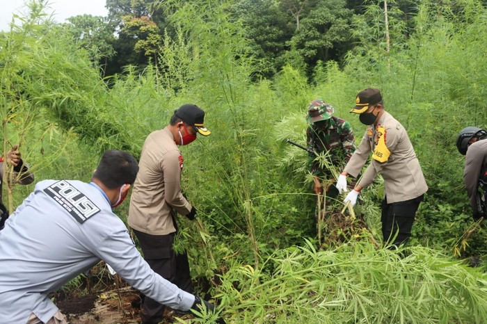 Polda Aceh memusnahkan ladang ganja seluas 10 hektare yang terletak di pegunungan Aceh Besar (dok. Istimewa)
