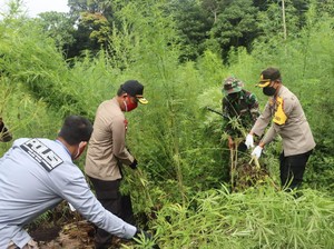 Polisi Musnahkan Ladang Ganja 10 Hektare di Pegunungan Aceh Besar