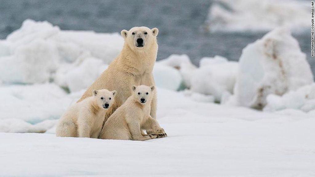 Pemanasan Global Bikin Beruang Kutub Beradaptasi Hidup Tanpa Es