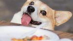 Gen, Corgi yang Hobi Berekspresi Unik Saat Cicip Makanan