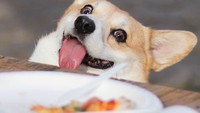 Duh, gemes banget ya sama ekspresi Gen! Lagi-lagi pizza bisa membuat Gen salah tingkah seperti ini. Foto: Instagram genthecorgi