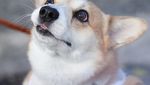 Gen, Corgi yang Hobi Berekspresi Unik Saat Cicip Makanan