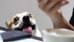 Gen, Corgi yang Hobi Berekspresi Unik Saat Cicip Makanan