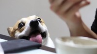 Bukti lain kalau Gen memang suka makan. Ia berharap dikasih potongan daging oleh majikannya nih! Foto: Instagram genthecorgi