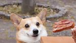 Gen, Corgi yang Hobi Berekspresi Unik Saat Cicip Makanan