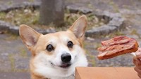 Sesekali Gen terlihat tampan karena pakai baju. Kali ini ia digoda pemiliknya dengan sepotong bacon besar. Foto: Instagram genthecorgi