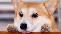 Masih dengan objek pizza, Gen kali ini kelihatan ngiler banget. Sampai-sampai ia menjulurkan sedikit lidah. Foto: Instagram genthecorgi