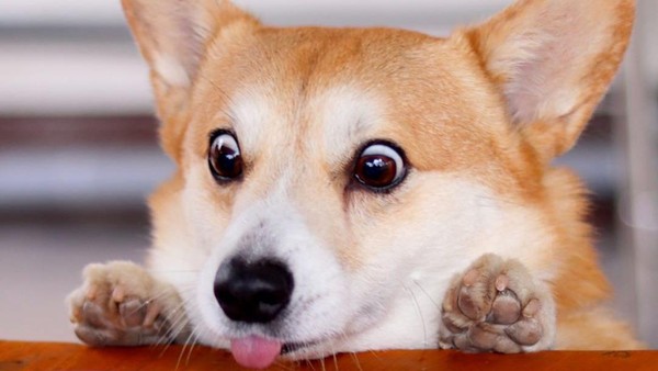 Gen, Corgi yang Hobi Berekspresi Unik Saat Cicip Makanan