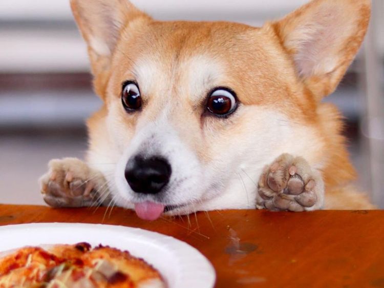 Gen, Corgi yang Hobi Berekspresi Unik Saat Cicip Makanan