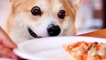 Gen, Corgi yang Hobi Berekspresi Unik Saat Cicip Makanan