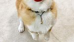 Gen, Corgi yang Hobi Berekspresi Unik Saat Cicip Makanan