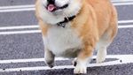 Gen, Corgi yang Hobi Berekspresi Unik Saat Cicip Makanan