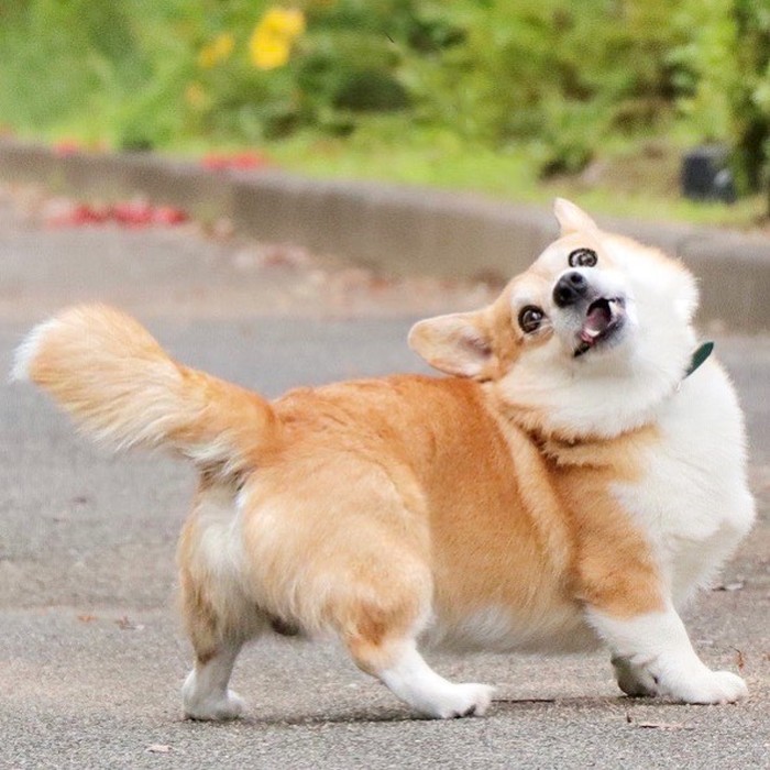 Gen the Corgi Gen the Corgi