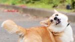 Gen, Corgi yang Hobi Berekspresi Unik Saat Cicip Makanan