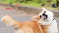 Gen adalah jantan berusia 5 tahun yang menggemaskan. Kali ini ia menampilkan ekspresi bahagia seperti sedang pose di catwalk! Foto: Instagram genthecorgi