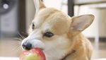 Gen, Corgi yang Hobi Berekspresi Unik Saat Cicip Makanan