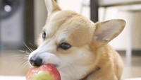 Kali ini Gen coba menggigit apel. Ekspresinya kok malah kelihatan serius banget ya? Foto: Instagram genthecorgi