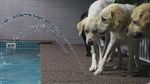 Ini Lho Kolam Renang Khusus Anjing di Dubai
