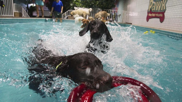 Ini Lho Kolam Renang Khusus Anjing di Dubai Dogs investigate a spraying water feature at a waterpark for dogs at the boarding kennel Petsville in Dubai, United Arab Emirates, Monday, July 20, 2020. As Dubai enters its hot summer months, when the temperature routinely goes above 45 degrees Celsius, or 113 degrees Fahrenheit, those with dogs are looking for ways for their pups to cool off and exercise. (AP Photo/Jon Gambrell)