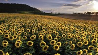 Begini penampakan hamparan bunga matahari yang dipadu dengan indahnya senja di kawasan Catell, Jerman.
