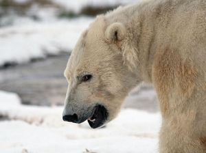Apes! Asyik-asyik Ski, Pria Ini Bangunkan Induk Beruang dan Diserang