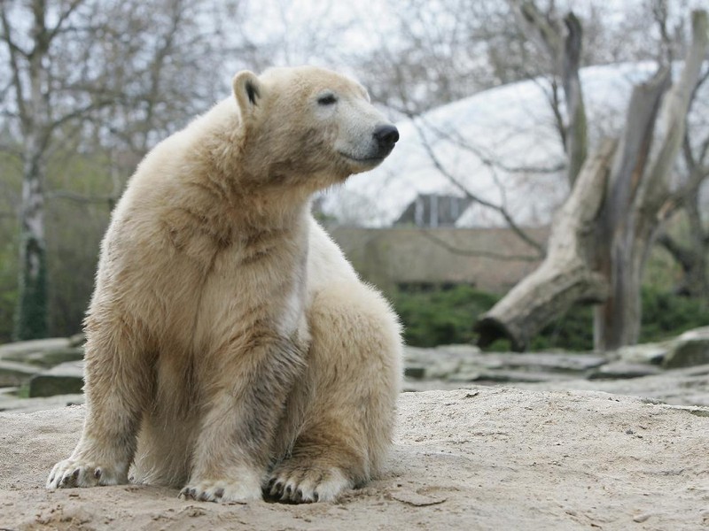 Perubahan iklim berdampak pada ancaman kepunahan bagi beruang kutub. Hewan karnivora itu dibayangi ancaman kepunahan pada 2100 imbas es yang kian susut di kutub