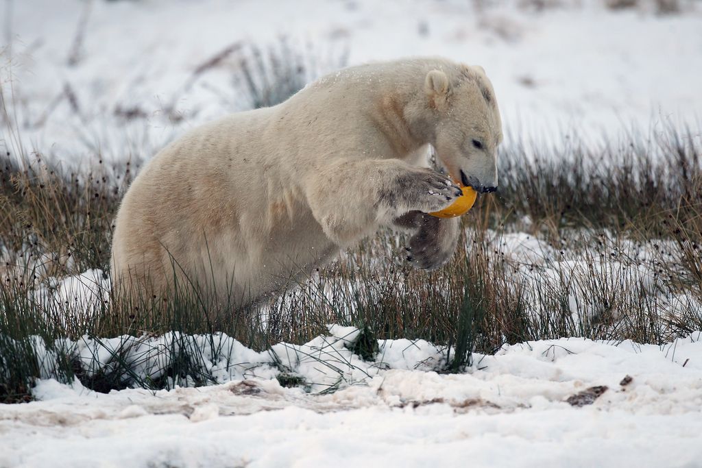 Perubahan Iklim Ancam Keberlangsungan Hidup Beruang Kutub Perubahan iklim berdampak pada ancaman kepunahan bagi beruang kutub. Hewan karnivora itu dibayangi ancaman kepunahan pada 2100 imbas es yang kian susut di kutub