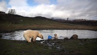 Akan tetapi es lautan yang membeku lebih lama dari setahun di Arktika terus menurun, rata-rata sekitar 13% per dekade sejak catatan satelit dimulai pada pada akhir 1970-an. Getty Images/Jeff J Mitchell.