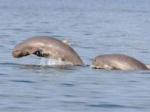 Legenda Pesut Mahakam dari Kalimantan Timur dan Sejarahnya