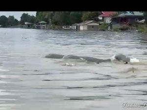 Kemunculan Kawanan Pesut di Sungai Mahakam Dinilai Tak Aneh