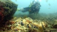 Bagi yang tidak mau diving, bisa melihatnya dari permukaan lewat kapal boat dengan dasar kaca transparan. Bisa jadi rekomendasi bagi traveler pecinta diving. Istimewa/Pomona Pictures via BBC.