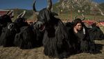 Melihat Kehidupan Tibet yang Sering Disebut Atap Dunia