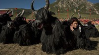 Hewan terkenal di Tibet adalah Yak untuk jantan dan dri untuk betina yang mampu membawa beban 50 kg dengan perjalanan 5000 meter dengan suhu -30° C. Yak digunakan untuk membajak tanah, diambil daging, susu, dan kulitnya. Kevin Frayer/Getty Images  