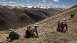Melihat Kehidupan Tibet yang Sering Disebut Atap Dunia