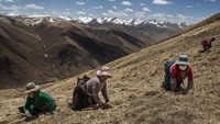 Daerah Tibet memiliki suhu cukup rendah karena berada di pegunungan es, penduduk lokal mengandalkan kebutuhan hidup dari hutan dan sungai. Kevin Frayer/Getty Images  