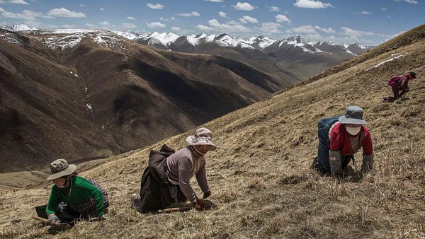 Daerah Tibet memiliki suhu cukup rendah karena berada di pegunungan es, penduduk lokal mengandalkan kebutuhan hidup dari hutan dan sungai. Kevin Frayer/Getty Images Daerah Tibet memiliki suhu cukup rendah karena berada di pegunungan es, penduduk lokal mengandalkan kebutuhan hidup dari hutan dan sungai. Kevin Frayer/Getty Images