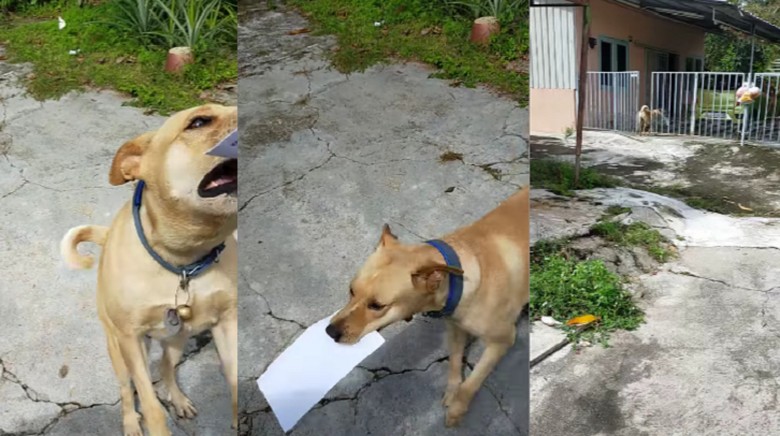 Anjing Pengantar Surat Anjing Pengantar Surat